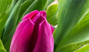 Preview wallpaper tulip, flower, petals, pink, leaves, plant