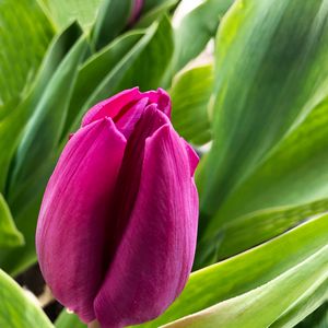 Preview wallpaper tulip, flower, petals, pink, leaves, plant