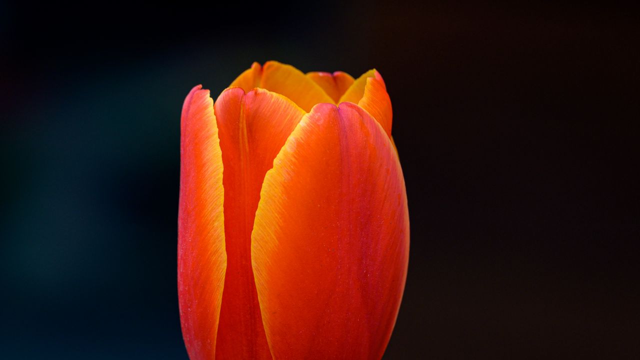 Wallpaper tulip, flower, petals, plant, red