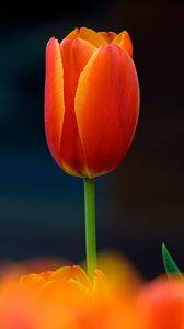 Preview wallpaper tulip, flower, petals, plant, red