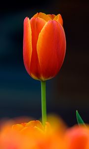 Preview wallpaper tulip, flower, petals, plant, red