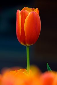 Preview wallpaper tulip, flower, petals, plant, red