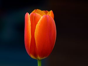 Preview wallpaper tulip, flower, petals, plant, red