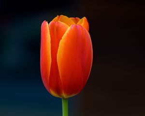 Preview wallpaper tulip, flower, petals, plant, red