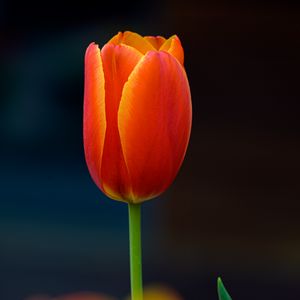 Preview wallpaper tulip, flower, petals, plant, red