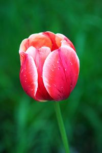 Preview wallpaper tulip, flower, petals, macro, red