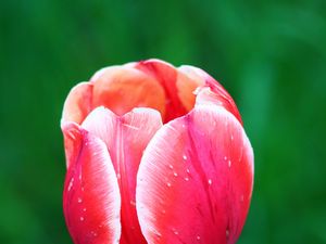 Preview wallpaper tulip, flower, petals, macro, red