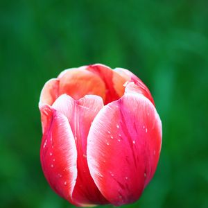 Preview wallpaper tulip, flower, petals, macro, red