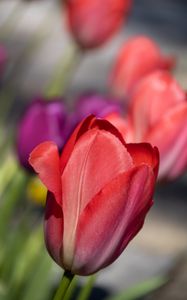 Preview wallpaper tulip, flower, petals, red, spring