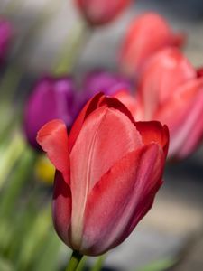 Preview wallpaper tulip, flower, petals, red, spring