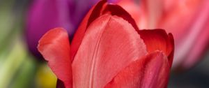 Preview wallpaper tulip, flower, petals, red, spring