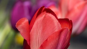 Preview wallpaper tulip, flower, petals, red, spring