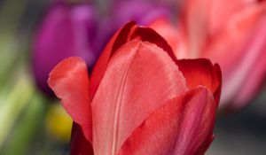 Preview wallpaper tulip, flower, petals, red, spring