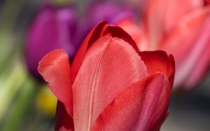 Preview wallpaper tulip, flower, petals, red, spring