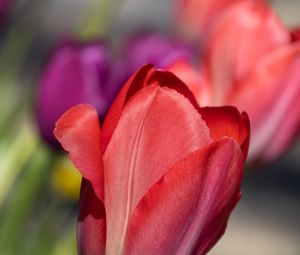 Preview wallpaper tulip, flower, petals, red, spring