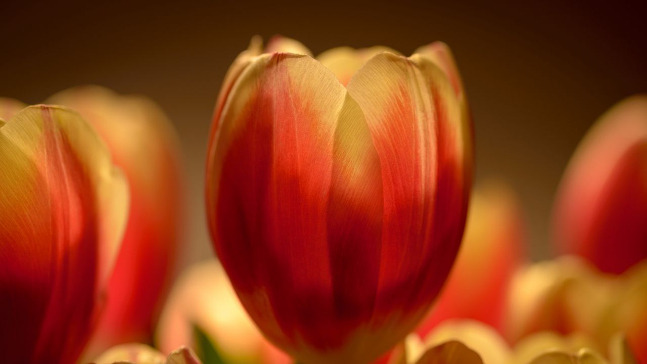 Wallpaper tulip, flower, petals, macro, red, yellow