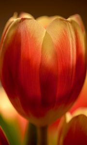 Preview wallpaper tulip, flower, petals, macro, red, yellow