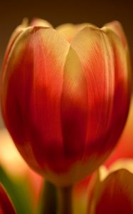 Preview wallpaper tulip, flower, petals, macro, red, yellow