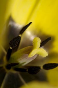 Preview wallpaper tulip, flower, petals, stamens