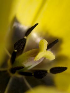 Preview wallpaper tulip, flower, petals, stamens