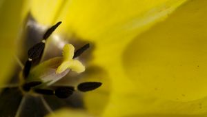 Preview wallpaper tulip, flower, petals, stamens