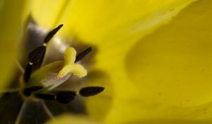 Preview wallpaper tulip, flower, petals, stamens