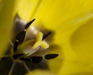 Preview wallpaper tulip, flower, petals, stamens