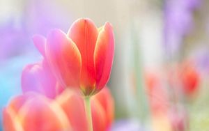 Preview wallpaper tulip, flower, petals, plant