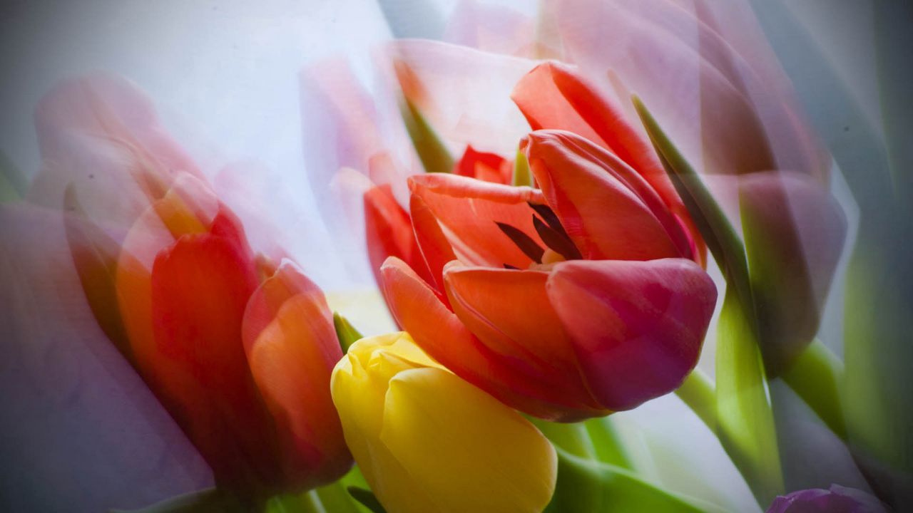 Wallpaper tulip, flower, petals, plant