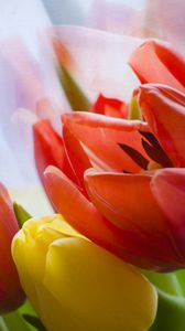 Preview wallpaper tulip, flower, petals, plant