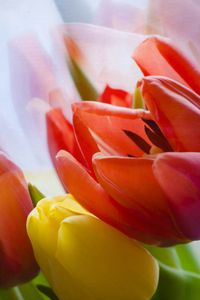 Preview wallpaper tulip, flower, petals, plant