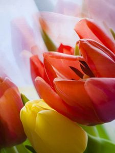 Preview wallpaper tulip, flower, petals, plant