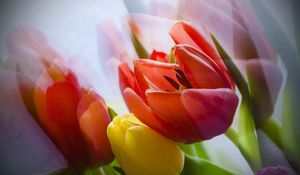 Preview wallpaper tulip, flower, petals, plant