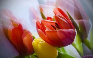 Preview wallpaper tulip, flower, petals, plant