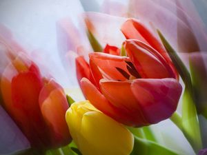 Preview wallpaper tulip, flower, petals, plant