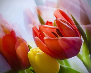 Preview wallpaper tulip, flower, petals, plant