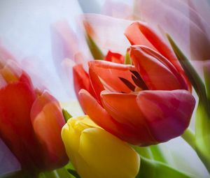 Preview wallpaper tulip, flower, petals, plant