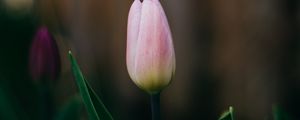 Preview wallpaper tulip, flower, pink, bloom