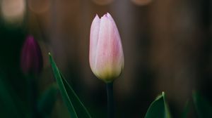 Preview wallpaper tulip, flower, pink, bloom