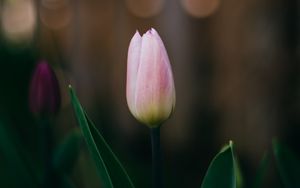 Preview wallpaper tulip, flower, pink, bloom