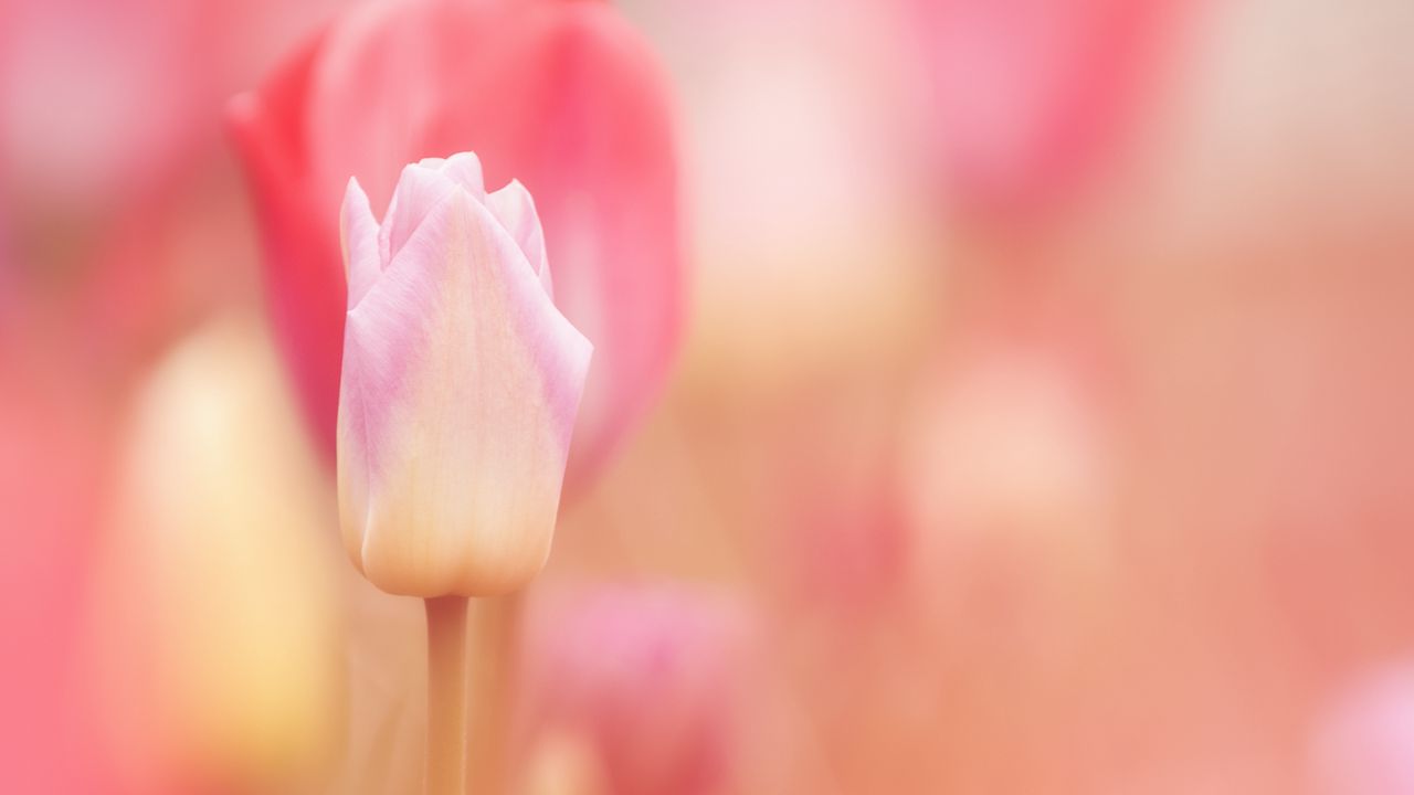 Wallpaper tulip, flower, pink, spring, plant