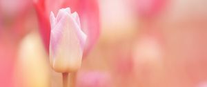 Preview wallpaper tulip, flower, pink, spring, plant