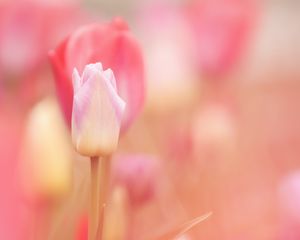 Preview wallpaper tulip, flower, pink, spring, plant