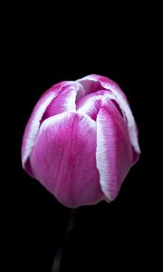Preview wallpaper tulip, flower, pink, macro, black background