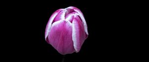 Preview wallpaper tulip, flower, pink, macro, black background