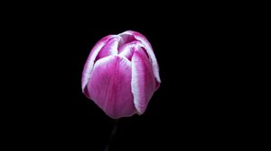 Preview wallpaper tulip, flower, pink, macro, black background