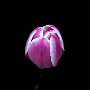 Preview wallpaper tulip, flower, pink, macro, black background