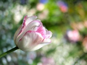 Preview wallpaper tulip, flower, plant, striped