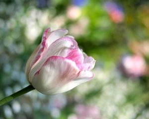 Preview wallpaper tulip, flower, plant, striped