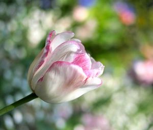 Preview wallpaper tulip, flower, plant, striped